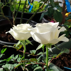 Beluga Rose Plant|白鲸