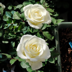 Beluga Rose Plant|白鲸