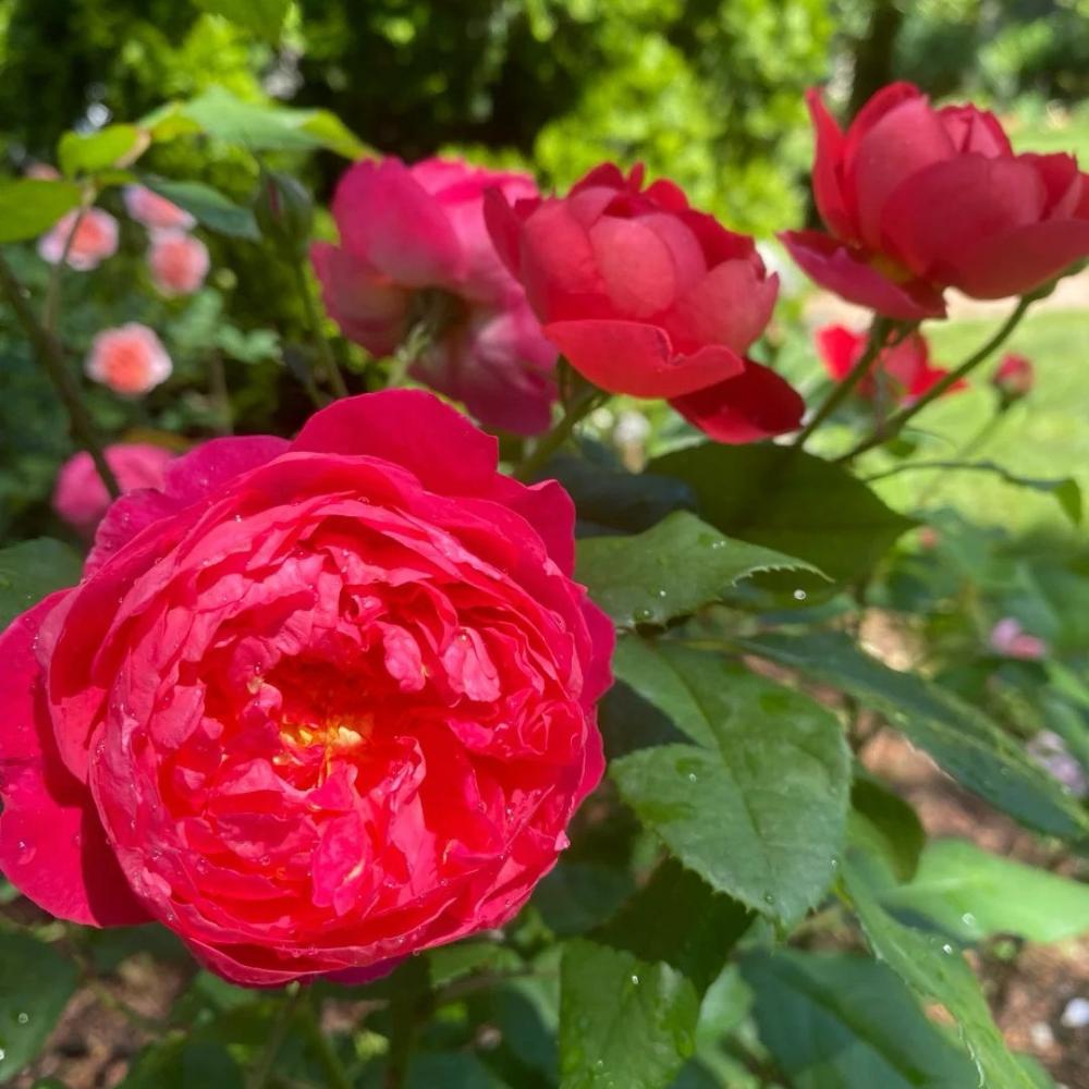 Benjamin Riten Benjamin Britten Climbing Rose – Elegant Garden Beaut – Rose_Explosion