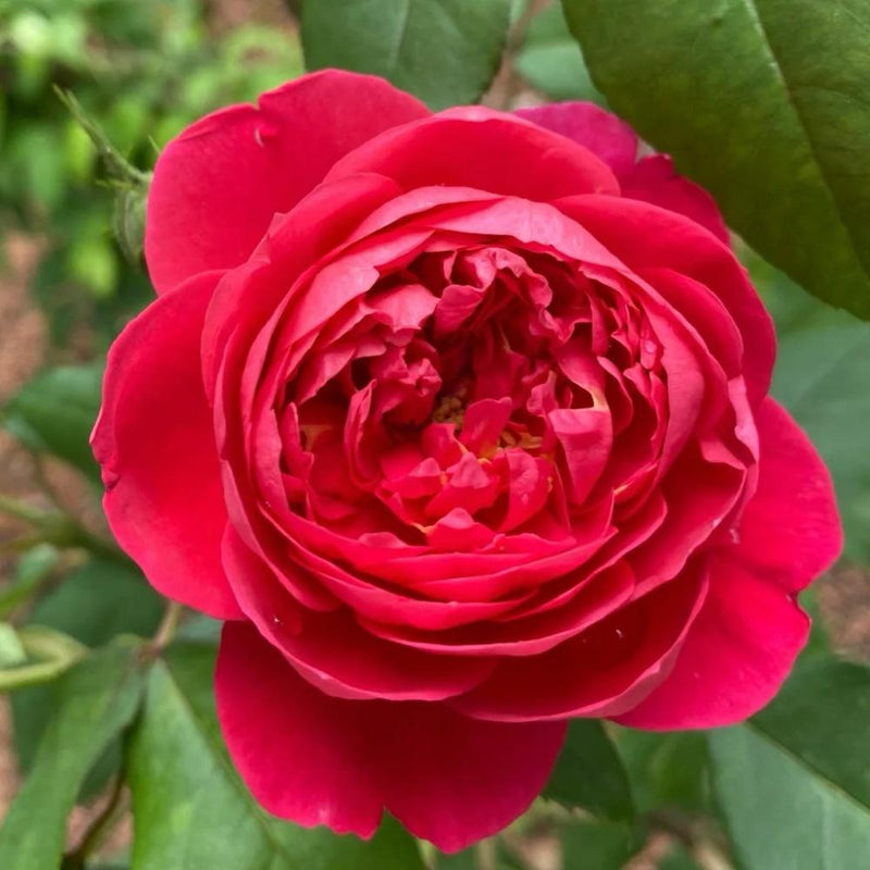 Benjamin Britten Climbing Rose – Elegant Garden Beauty