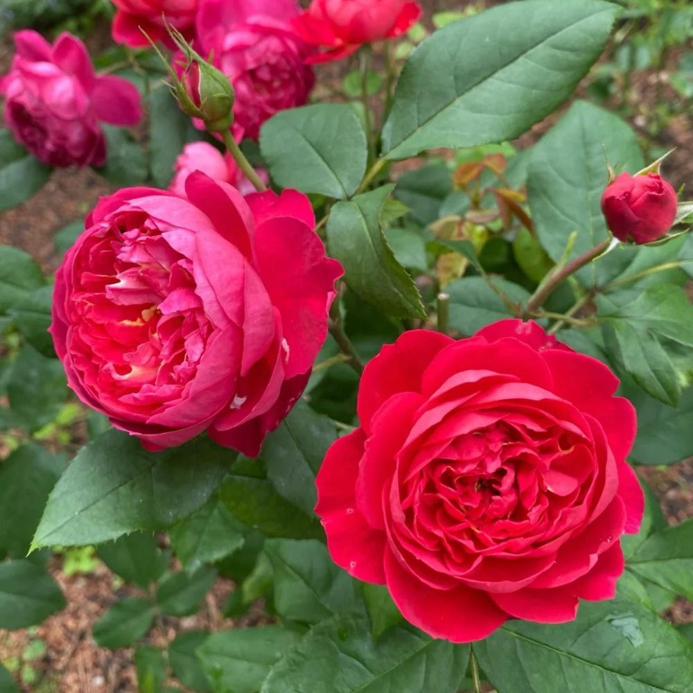 Benjamin Riten Benjamin Britten Climbing Rose – Elegant Garden Beaut – Rose_Explosion
