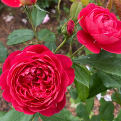 Benjamin Britten Climbing Rose – Elegant Garden Beauty