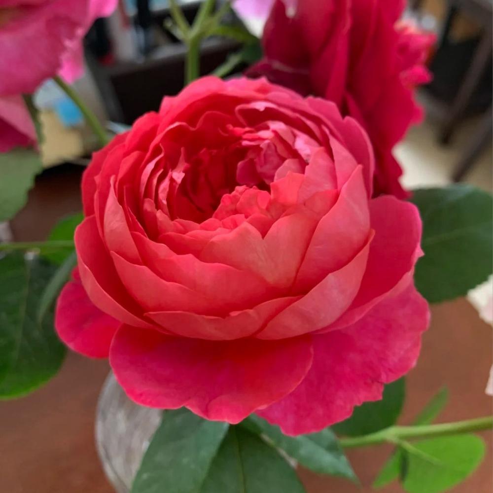 Benjamin Riten Benjamin Britten Climbing Rose – Elegant Garden Beaut – Rose_Explosion