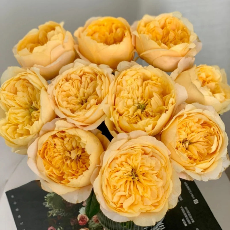 Bergamotte Rose Plant 