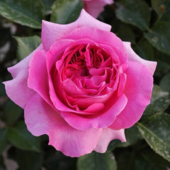 Bernadette Lafont rose plant