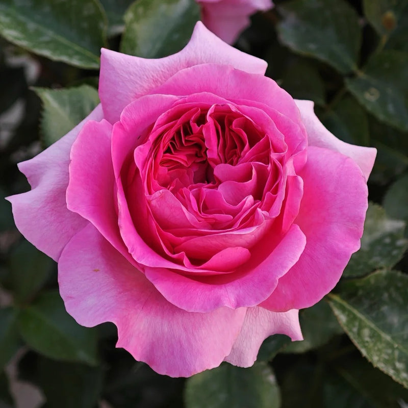 Bernadette Lafont rose plant