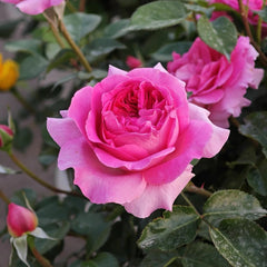 Bernadette Lafont rose plant