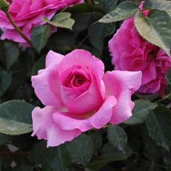 Bernadette Lafont rose plant