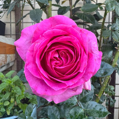 Bernadette Lafont rose plant