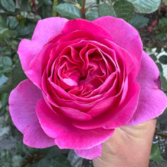 Bernadette Lafont rose plant