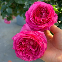 Bernadette Lafont rose plant