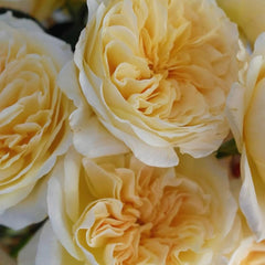 Bessie Rose – Vibrant Garden Beauty