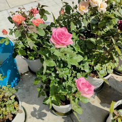 Beverly Rose Plant