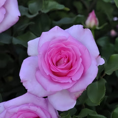 Beverly Rose Plant
