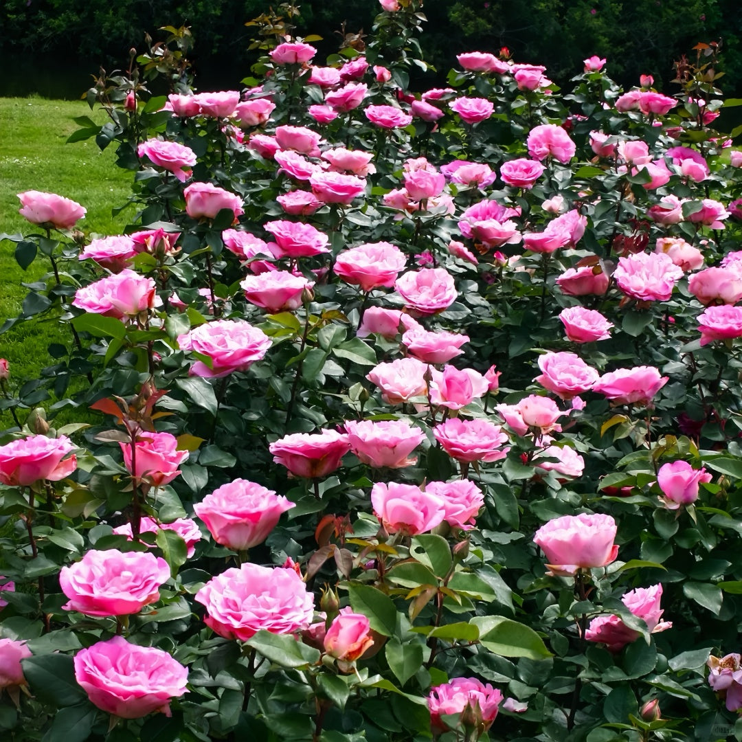 Beverly Rae Rose Beverly Rose Plant|比弗利 – Rose_Explosion
