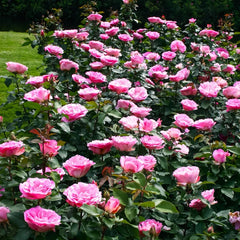 Beverly Rose Plant