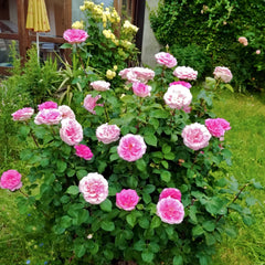 Beverly Rose Plant