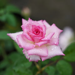 Beverly Rose Plant