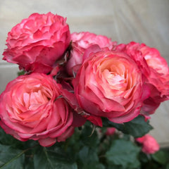 Bico Baby Romantica Rose: Miniature Elegance in Bloom