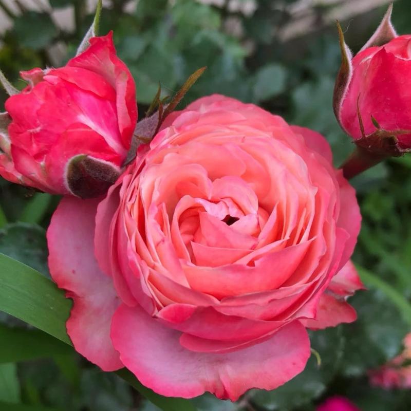 Bico Baby Romantica Rose: Miniature Elegance in Bloom