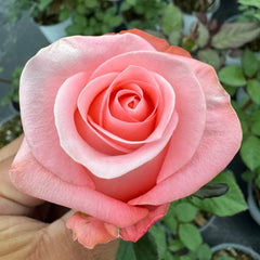 Big Girl Rose