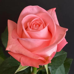 Big Girl Rose