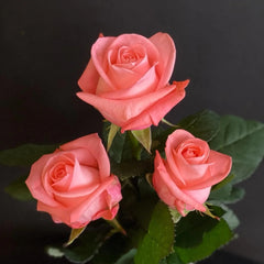 Big Girl Rose