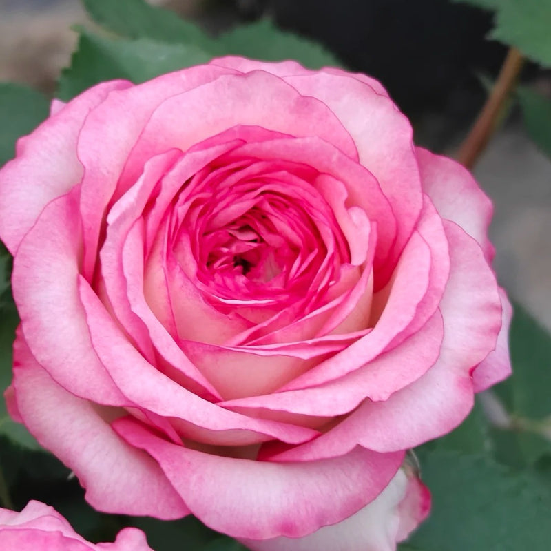 Binghong Siro rose