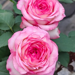 Binghong Siro rose