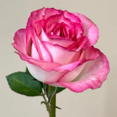 Binghong Siro rose