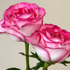 Binghong Siro rose