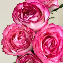 Binghong Siro rose