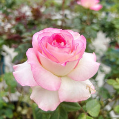 Binghong Siro rose