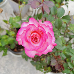 Binghong Siro rose