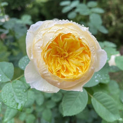 Bird Chirp Rose - Stunning Blooms, Easy Care