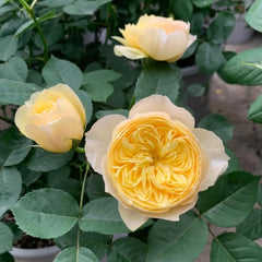 Bird Chirp Rose - Stunning Blooms, Easy Care