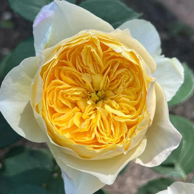 Bird Chirp Rose - Stunning Blooms, Easy Care