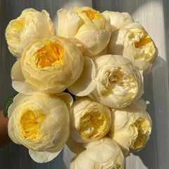 Bird Chirp Rose - Stunning Blooms, Easy Care