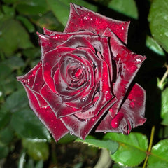 Black Baccara Rose Plant