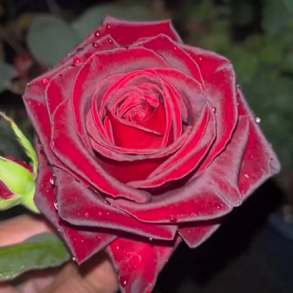 Black Baccara Rose Plant