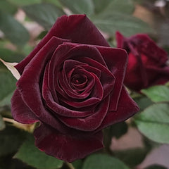 Black Baccara Rose Plant