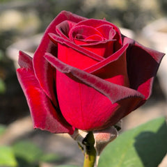 Black Baccara Rose Plant