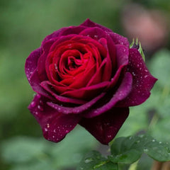 Black Caviar Rose Plant - Elevate Your Garden’s Elegance