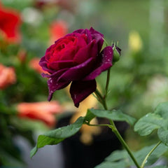 Black Caviar Rose Plant - Elevate Your Garden’s Elegance