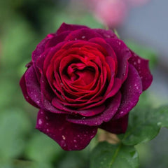 Black Caviar Rose Plant - Elevate Your Garden’s Elegance