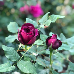 Black Caviar Rose Plant - Elevate Your Garden’s Elegance