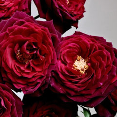 Black Caviar Rose Plant - Elevate Your Garden’s Elegance