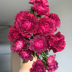 Black Jade Juice Rose Plant|黑玉果汁