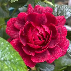 Black Jade Juice Rose Plant|黑玉果汁
