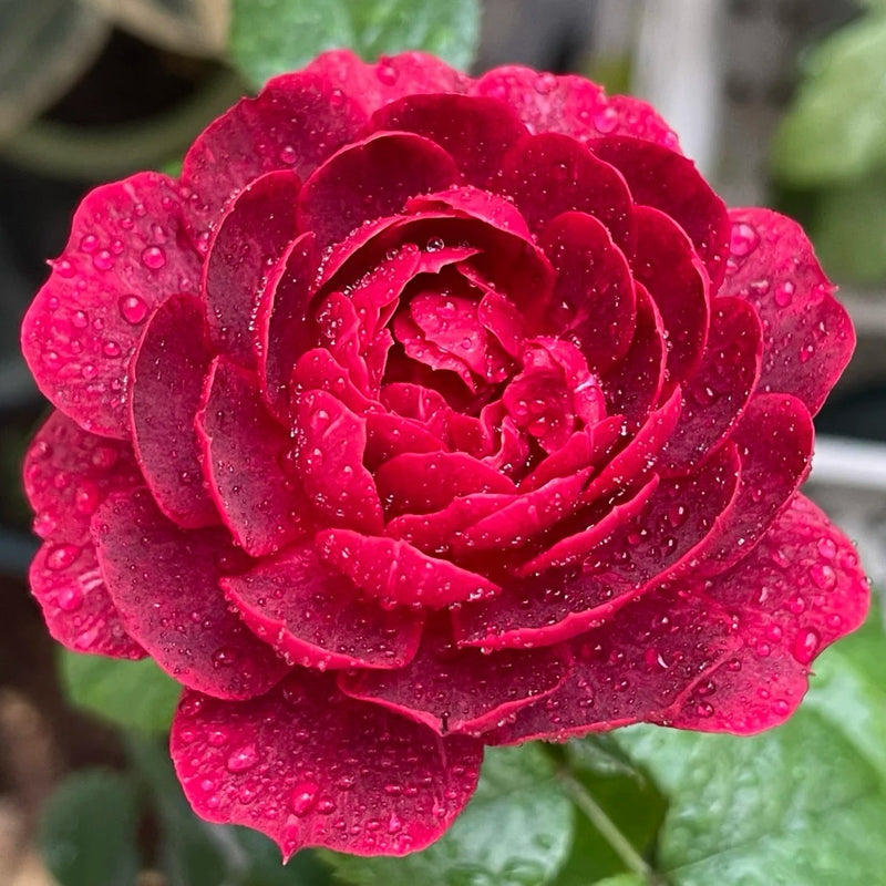 Black Jade Juice Rose Plant|黑玉果汁